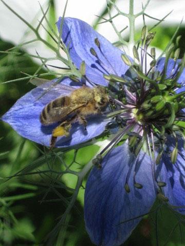 Abeille noire de Savoie b - Musée TP Moûtiers